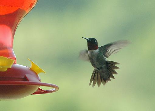 Hummingbird-hummingbird-640.jpg