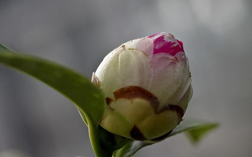 This buds for you-imgp5566ar.jpg