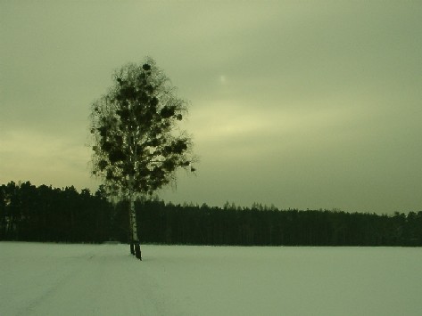 Name:  winter4aa.jpg
Views: 134
Size:  25.2 KB