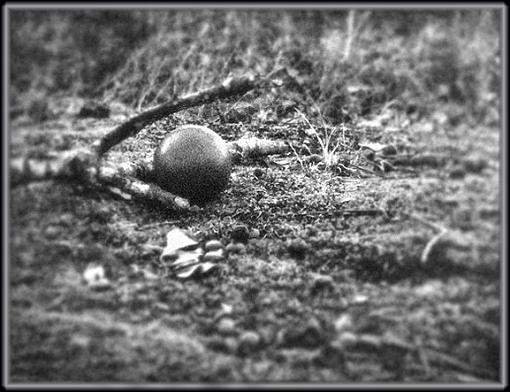 Still life W/ ball of dirt-dorodango2.jpg