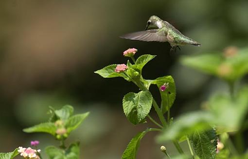 Hummingbird-hbird-8.jpg