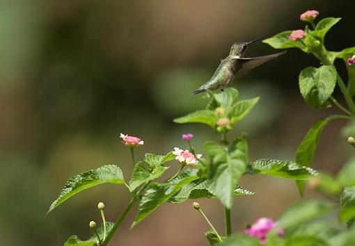 Hummingbird-hbird-7.jpg