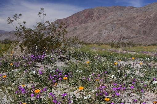 Desert Flower-anza-borrego-desert-flowers-pr.jpg