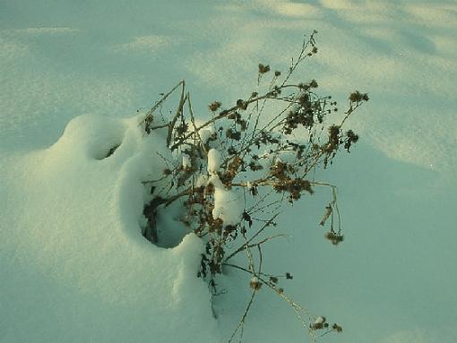 lonely tree-winter1.jpg