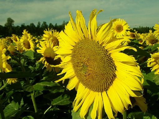 lonely tree-sunflower.jpg