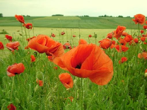 lonely tree-poppy.jpg