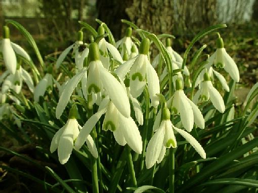 lonely tree-snowdrop.jpg