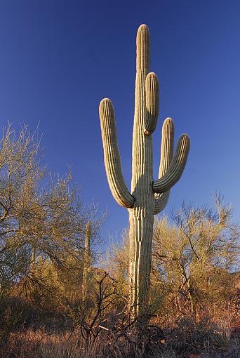 In Tucson ...-_dsc2558_px800.jpg