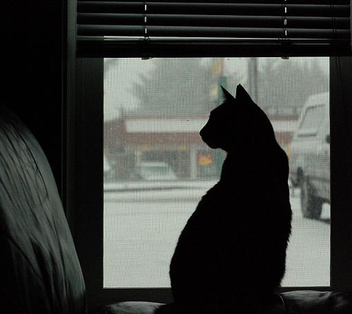 Staring out into the cold....-dsc_0066-2.jpg