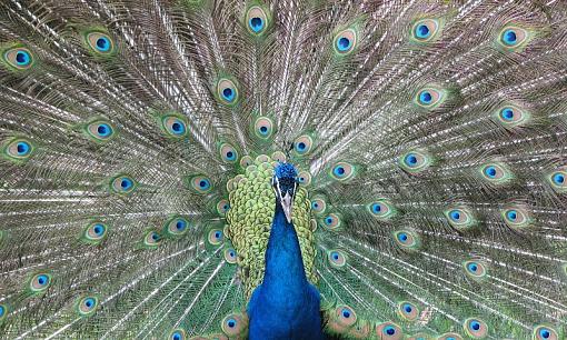 Nice Peacock-foropavoreal.jpg