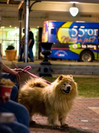 Lion in Pullman Square-lion-small-.jpg