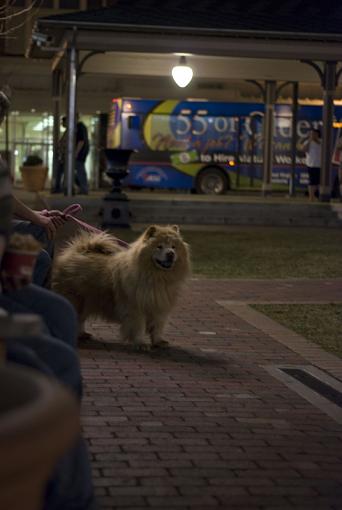 Lion in Pullman Square-lion-origional-small-.jpg