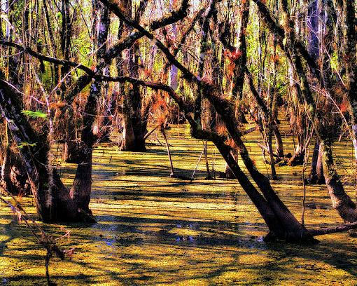 Another Orton effect-swamp2.jpg