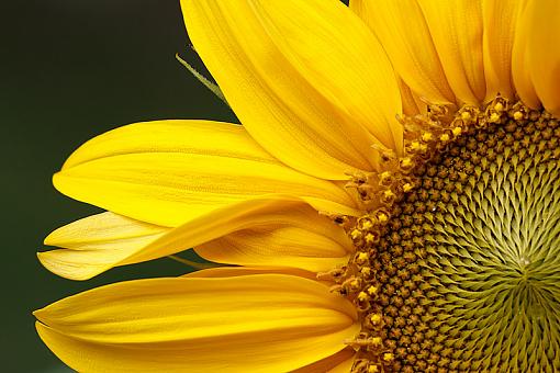 Sunflower &amp; Extension Tube-img_1505_master_phr.jpg