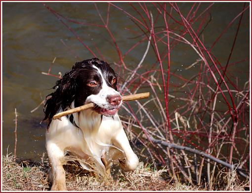 creek day-dog-edited.jpg