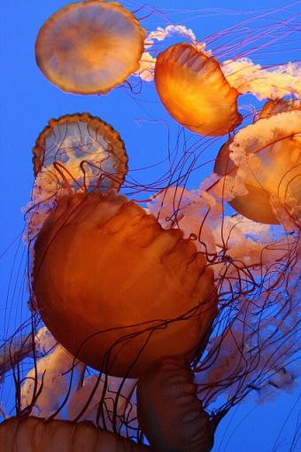 Jellies-5534.jpg