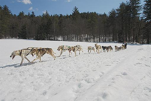 Sled Dogs-img_2550_master_phr.jpg