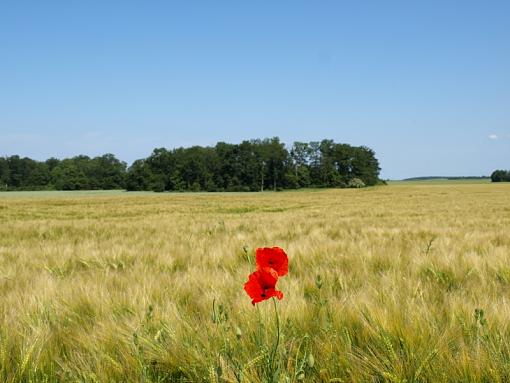 Poppys in France-poppy1.jpg