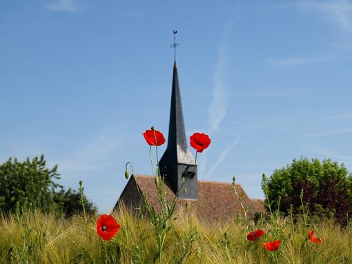 Poppys in France-poppy2.jpg