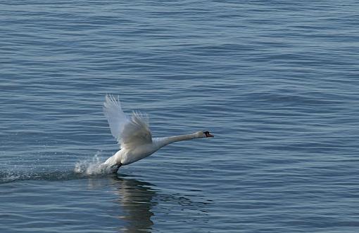 Blue swan-swan1.jpg