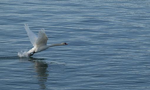 Blue swan-swan2.jpg