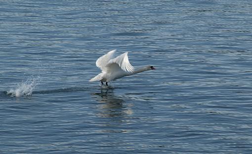 Blue swan-swan3.jpg