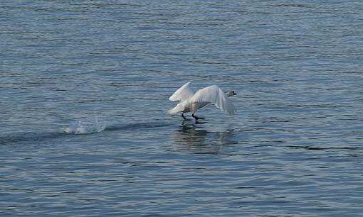 Blue swan-swan5.jpg