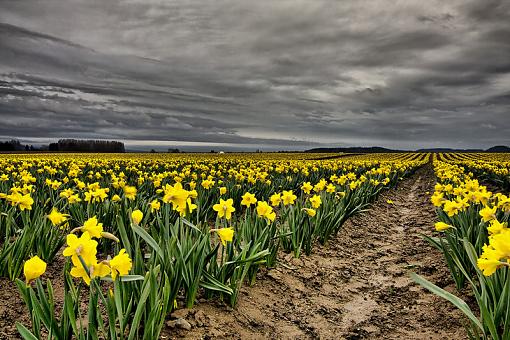 The PNW Daffodil Fields-daffy6reduced.jpg