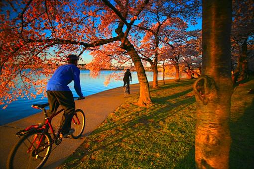 Cherry Blossom Riders.-000-8-.jpg