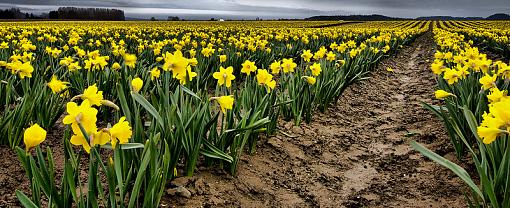 The PNW Daffodil Fields-daffy6croped-reduced.jpg