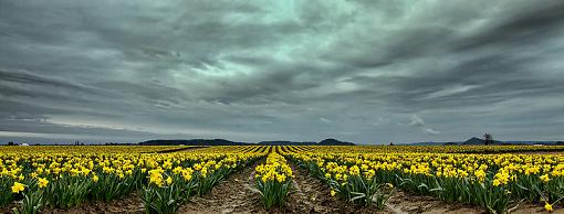 The PNW Daffodil Fields-daffy2pnwnp.jpg