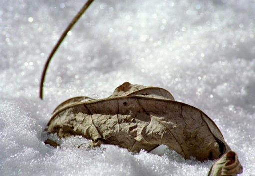 Lone leaf in snow-macro0104-1802.jpg