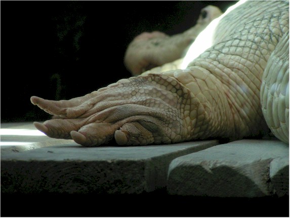 Alligator Toes