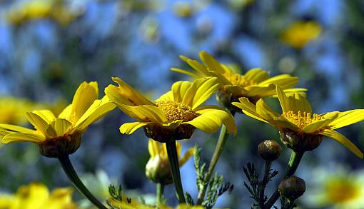 Flowers ...-_dsc2925_px800.jpg