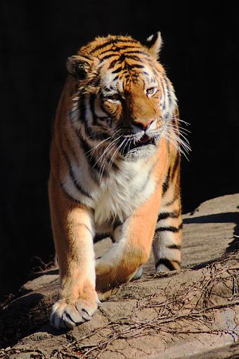 Lions and tigers and bears-_mg_2428_2nd-edit.jpg