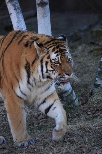 Lions and tigers and bears-_mg_2436.jpg