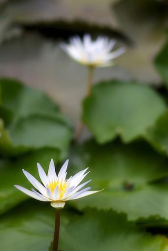 Water Lily-crw_6570copy.jpg