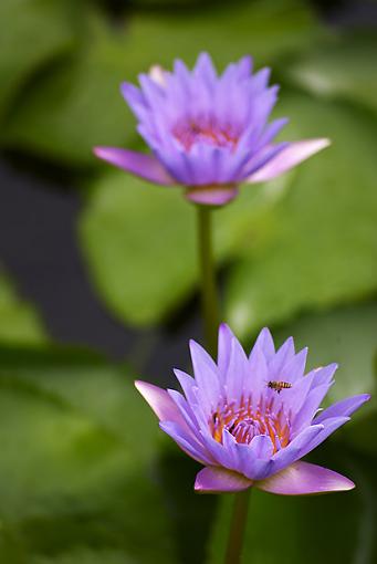 Water Lily-crw_6390copy.jpg