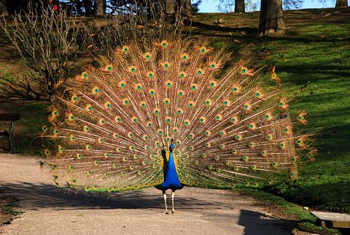 peacock-paschal-peacock_u.jpg