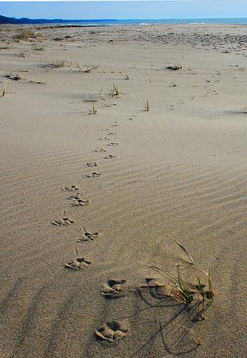 Bird Tracks-dsc_0705vertsmall.jpg