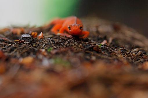 Red Eft-img_0837_master_phr.jpg