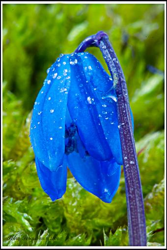 Blue petals on moss...-dsc09935_edited-1.jpg