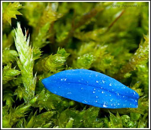 Blue petals on moss...-dsc09949_edited-1-copy.jpg