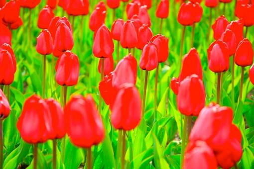 Tulips-10small.jpg