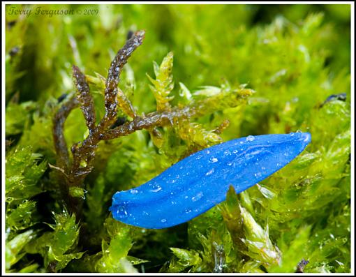 Blue petals on moss...-dsc00030_edited-1.jpg