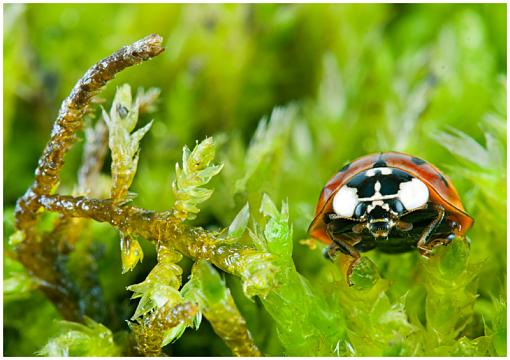 Beetle in the Moss...-dsc00061_edited-1-copy.jpg