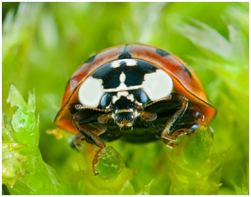 Beetle in the Moss...-dsc00061_edited-2.jpg