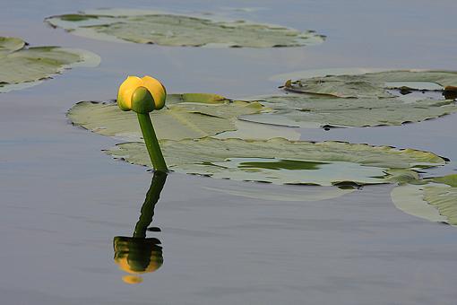 Lily Pad-img_0583_master_phr.jpg