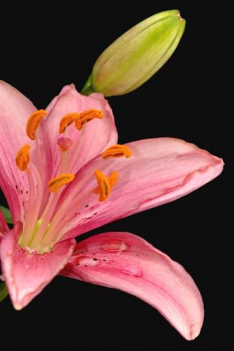 Hybrid Lily-hybrid-lily2.jpg