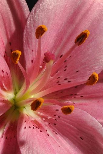 Hybrid Lily-hybrid-lily3.jpg